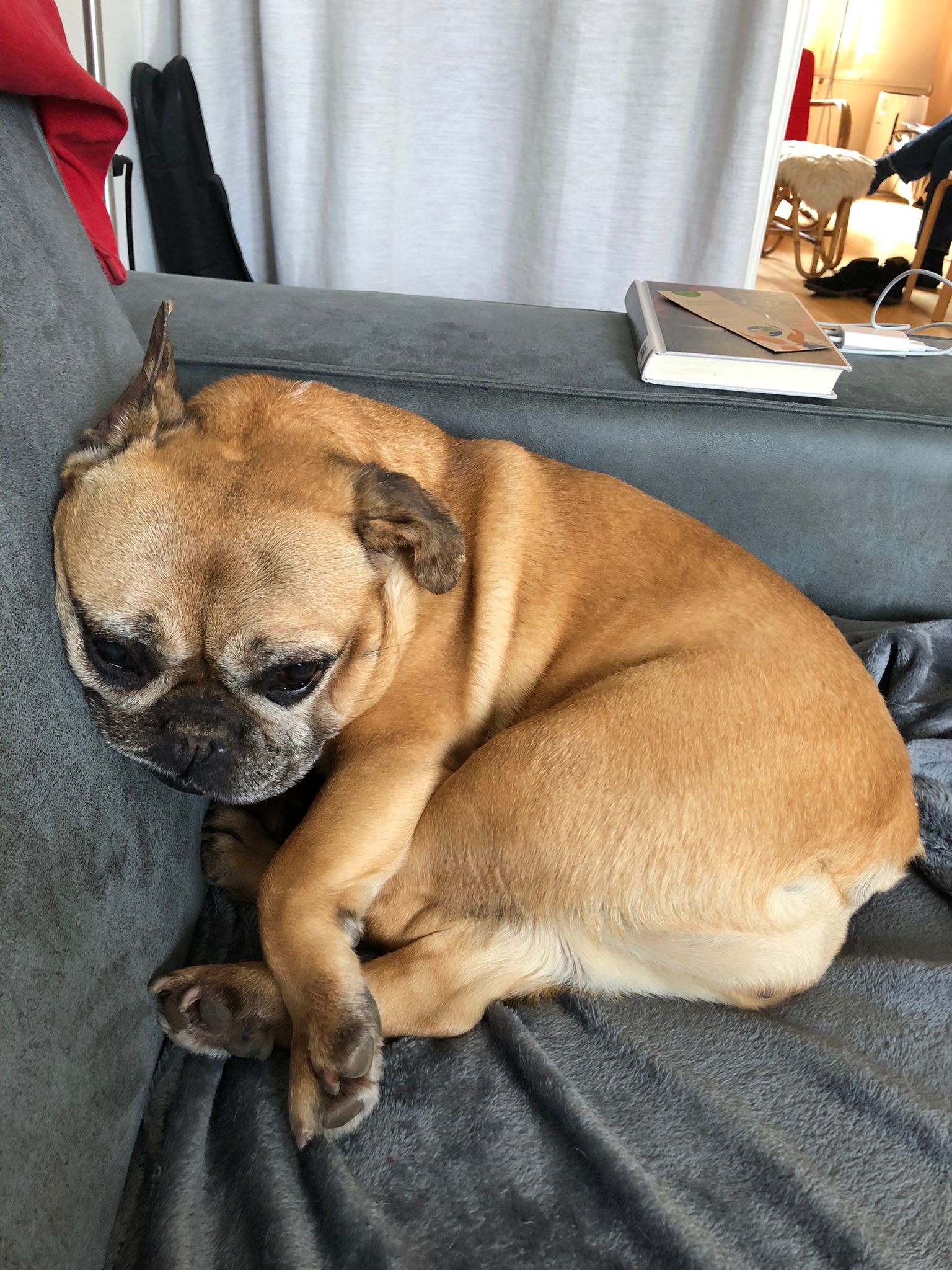 Foto van Stella, een Franse bulldog